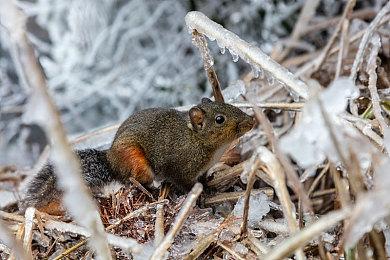 《森林之子》为何不能选女性作为游戏主角 玩家狂吐槽